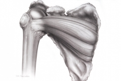 Rotator Cuff - Humerus, Scapula and subscapularis