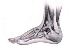 Medical Journal - Foot Anatomy