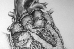 Heart - Sagittal Section - Medical Journal